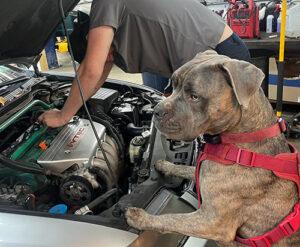 tech working under the hood with their canine tech